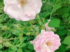 -白鹭湾湿地公园