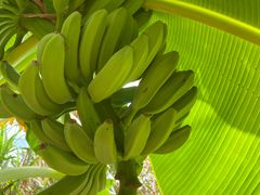 -新塘水果乐园(东洲大道店)