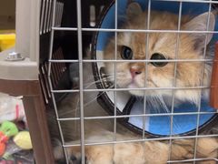 -米苏动物医院·犬猫专科·骨科外科内窥镜