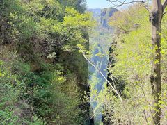 -王莽岭风景区