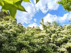 -北京西山国家森林公园