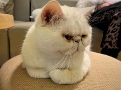-猫腻·猫咖·撸猫馆(星光大道店)