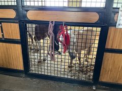 -北京群众马术培训基地