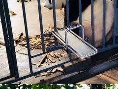 -都江堰中华大熊猫苑