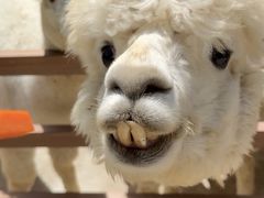 -栾川竹海野生动物园