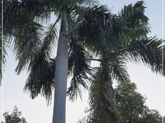 -广州市白云山风景名胜区