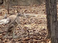 -清迈夜间动物园