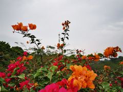 -云溪植物园