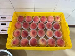 -老袁家蜜桃农场·阳山水蜜桃