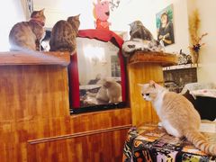 -猫色咖啡·猫咖