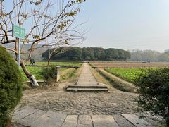 -八卦田遗址公园