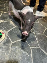 -Zoolung Zoolung动物主题公园(海信广场店)