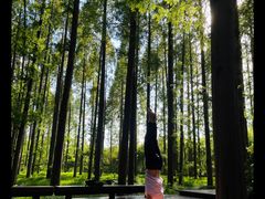 -黄海国家森林公园