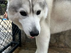 -TrueLove @ Neverland (Husky Cafe)
