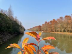 -上海海湾国家森林公园