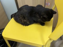 -宠福鑫康馨动物医院·骨科·眼科