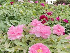 -莲花池公园
