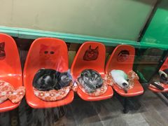 -猫咪博物馆(顶澳仔猫街店)