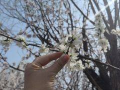 -武清南湖绿博园