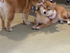 -逗柴咖啡屋·狗咖猫咖宠物桌游
