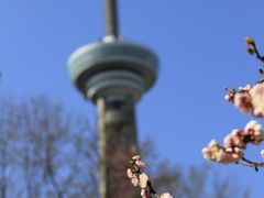 -南京古林公园