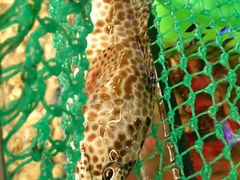 -龙溪海鲜酒家(溪涌店)