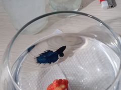 -花鸟鱼虫鲜花绿植市场(玉泉路店)