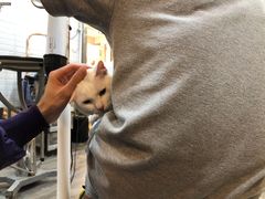 -PETKIT小佩宠物(古北店)