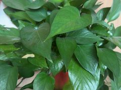 -郑州新郑国际机场-T2航站楼