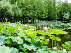 -陈家山荷花公园