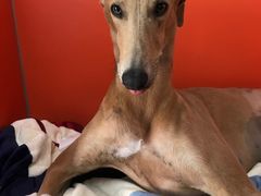 -瑞派福兴宠物医院犬猫全科·骨科·中西医结合(河东店)