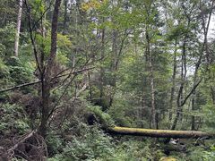 -五营红松林海景区