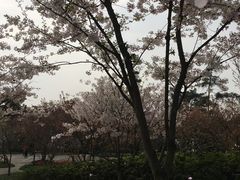-南山植物园