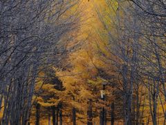 -北极村旅游风景区