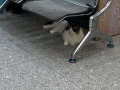 -四月宠物医院·猫专科·心脏专科·内科(转塘店)