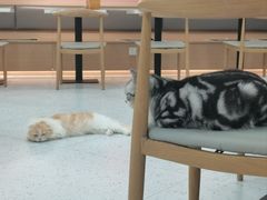 -喵园·猫主题咖啡厅·撸猫·猫咖(国贸店)