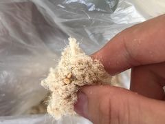 -金鸡岭农贸市场