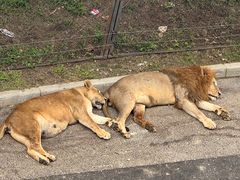 -大连森林动物园