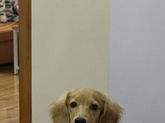 -翊宠yipet猫狗购宠庄园犬舍•猫舍