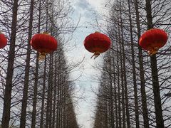 -黄海国家森林公园