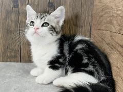 -小猫来了·猫舍(红山六九七九店)