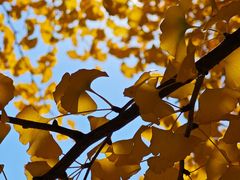 -遵化市禅林寺古银杏风景园