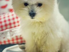 -momokira米努特·德文卷毛猫·棉花面纱犬
