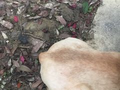 -观桥阁(锦溪店)