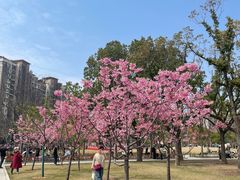 -新江湾城公园
