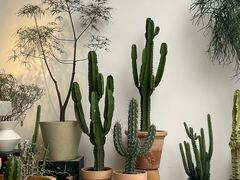 -自由生长植物工作室(深港花卉中心店)