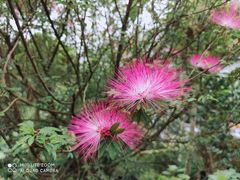 -三圣花乡旅游区