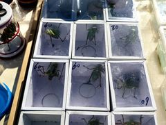 -中环花鸟鱼虫市场