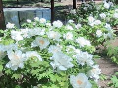 -石家庄市植物园
