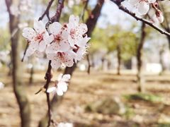 -狼山风景名胜区